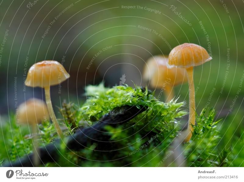 midgets Nature Plant Earth Autumn Yellow Green Environmental protection Mushroom Moss Carpet of moss Woodground Diminutive Small Colour photo Exterior shot