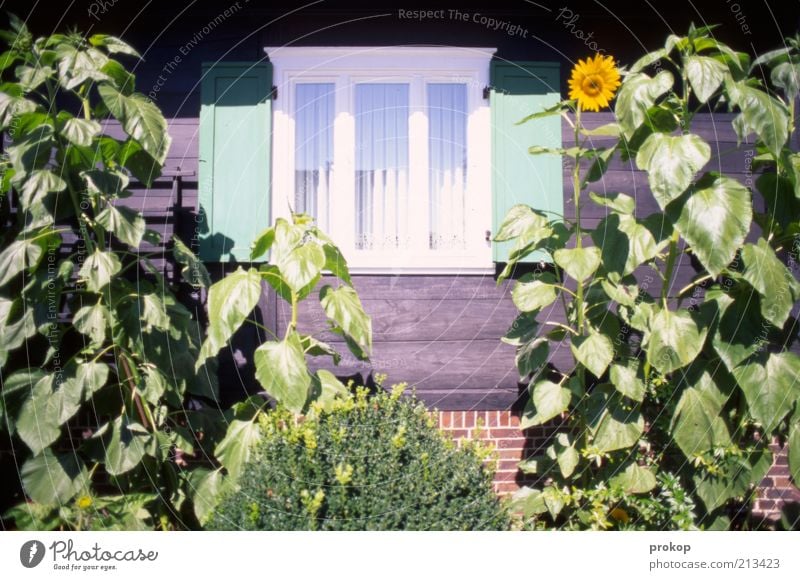 Üdülle Environment Nature Plant Summer Bushes Garden House (Residential Structure) Window Fresh Beautiful Natural Contentment Joie de vivre (Vitality)