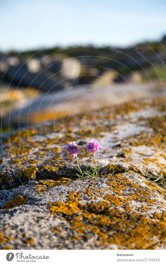 flower. Vacation & Travel Tourism Garden Environment Landscape Plant Sky Moss Blossom Rock Coast Island Sweden Deserted Stone Happy Colour photo Exterior shot