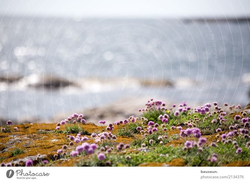 a lot of flowers. Vacation & Travel Tourism Far-off places Environment Nature Plant Climate Beautiful weather Grass Moss Blossom Rock Coast Ocean Sweden Observe