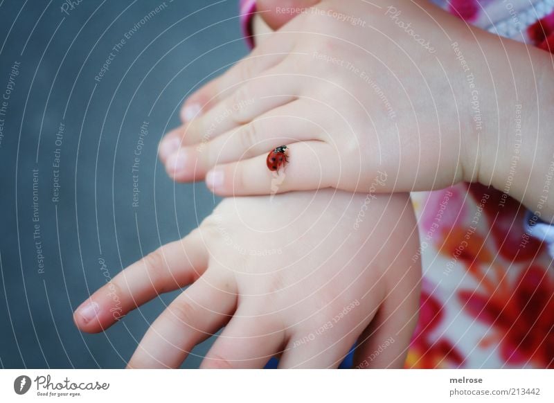 My little prickle crawl - friend Happy Freedom Girl Hand Fingers Nature Spring Beetle Ladybird 1 Animal Observe Touch Movement Discover Crawl Together Natural