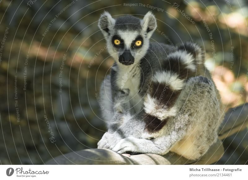 Piercing gaze Nature Animal Sun Beautiful weather Plant Tree Wild animal Animal face Pelt Paw Ring-tailed Lemur Monkeys Half-apes Eyes Tails 1 Observe