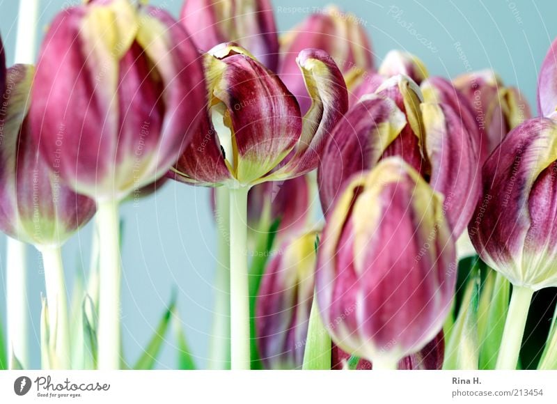 Tightly packed Spring Flower Tulip Blossoming Esthetic Bright Pink Beautiful Still Life Bouquet Deserted Detail Blossom leave Multiple Interior shot Day Art