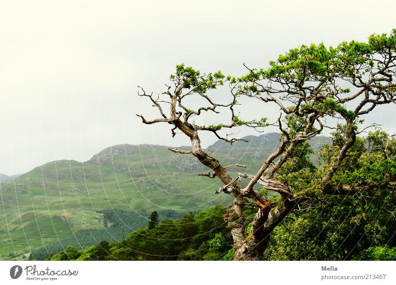 favourite place Environment Nature Landscape Plant Tree Branch Twig Hill Growth Natural Green Bizarre Idyll Environmental protection Transience Time Flourish