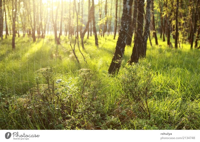 morning sunlight in green forest Summer Nature Landscape Sun Sunrise Sunset Beautiful weather Tree Grass Forest Green Serene birch sunny Vantage point scenery