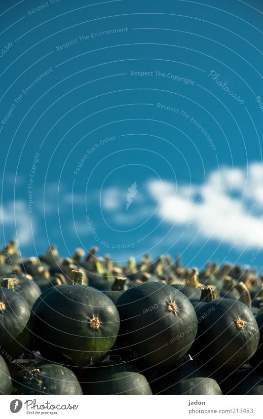 order. Food Style Hallowe'en Sky Agricultural crop Lie Round Arrangement Pumpkin Pumpkin time Copy Space top Shallow depth of field Vegetable Exterior shot