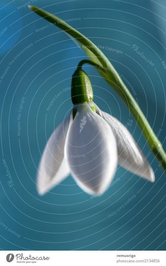 Snowdrop spring flower Nature Plant Flower Blossom Natural Blue Green White snowbell Timisoara Romania Colour photo Close-up Detail Macro (Extreme close-up)