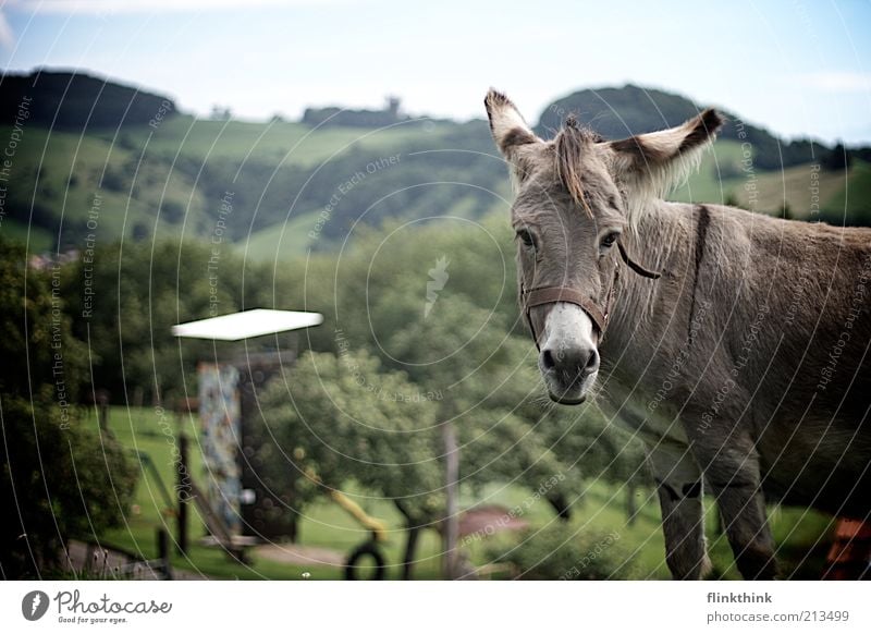 The donkey on the mountain Nature Landscape Summer Beautiful weather Tree Grass Foliage plant Park Hill Mountain Peak Animal Pet Farm animal Animal face Zoo