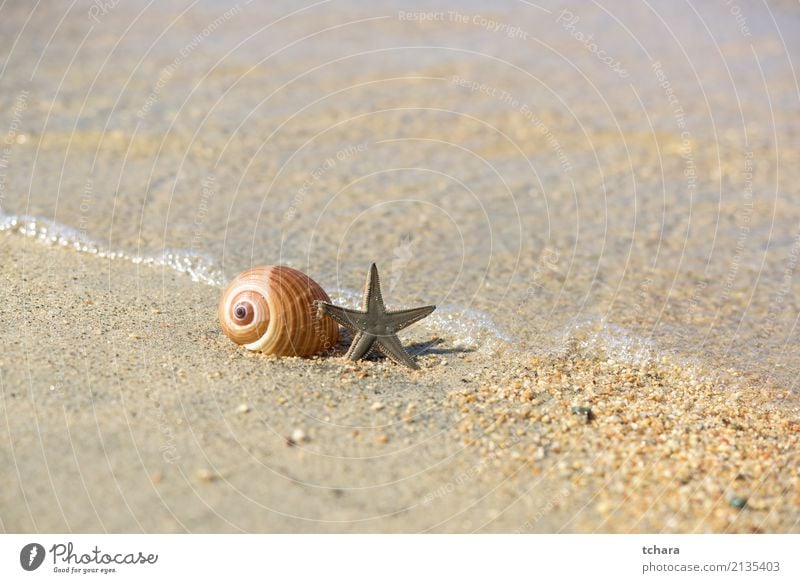 On the beach Design Exotic Beautiful Vacation & Travel Summer Beach Ocean Decoration Wallpaper Nature Sand Coast Natural Blue Colour Idyll Mussel shell Shell