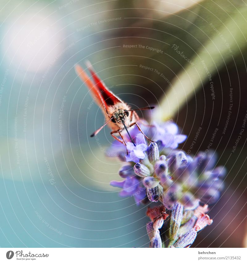 hipphipphurra - a butterfly:) Nature Plant Animal Summer Beautiful weather Flower Blossom Lavender Garden Park Meadow Wild animal Butterfly Animal face Wing