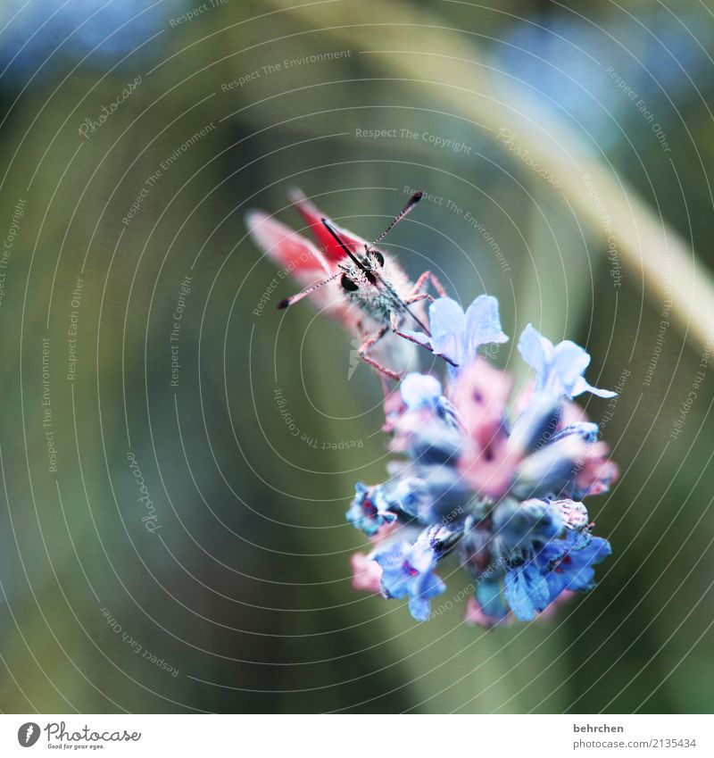 Delicate Nature Plant Animal Summer Beautiful weather Flower Leaf Blossom Lavender Garden Park Meadow Wild animal Butterfly Animal face Wing 1 Blossoming