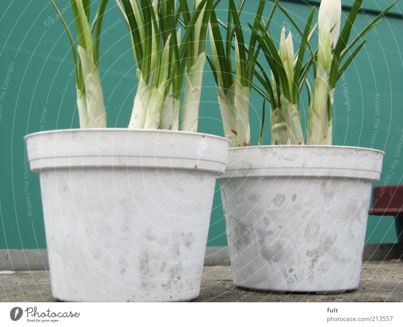 flowerpots Plant Spring Fragrance Natural Green White Colour photo Exterior shot Deserted Flowerpot 2 Spring flower Balcony plant Day