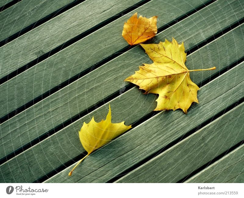 falling. leaves. Style Life Well-being Environment Nature Autumn Wind Leaf Wood Line Transience Change Maple leaf Autumn leaves Autumnal