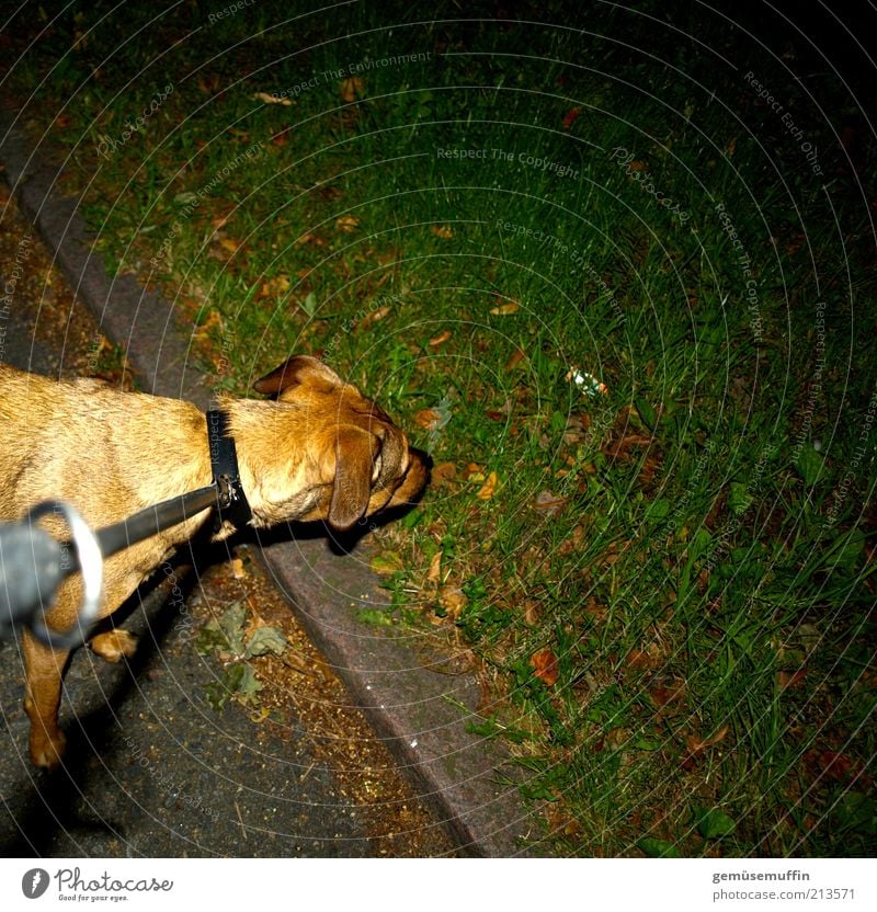 what smells so good in here.... Grass Meadow Pet Dog Pelt 1 Animal Concrete Observe Looking Brash Wet Curiosity Cute Strong Under Brown Green Black Power