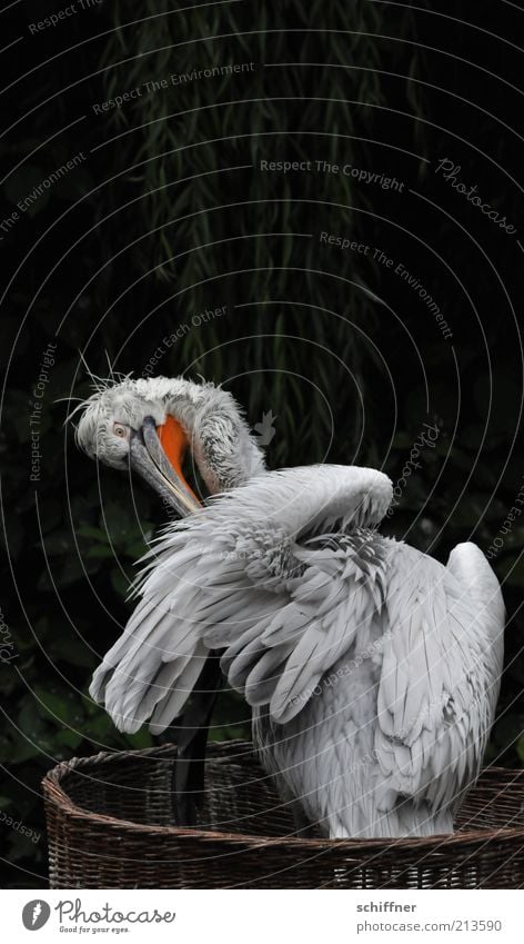 Cleaning again Nature Animal Wild animal Bird 1 Gray Feather Fuzz Beak Pelican Dark Dark green Tree Plant Basket Twilight Animal portrait Copy Space top