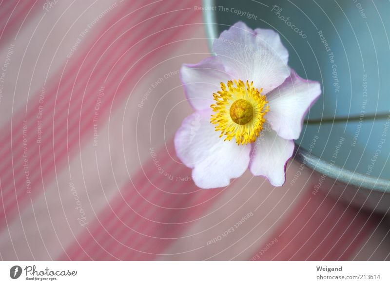 flower strips Bowl Environment Flower Stripe Calm Serene Country life Idyll Blossom Yellow Colour photo Exterior shot Copy Space left Day Shallow depth of field