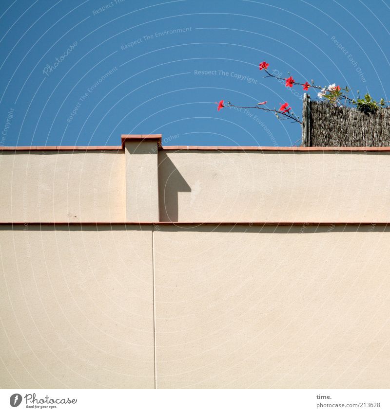 escape attempt Wall (barrier) House (Residential Structure) Flower Garden Roof garden Cornice Wall (building) Plaster Screening Bass mat Sky Summer