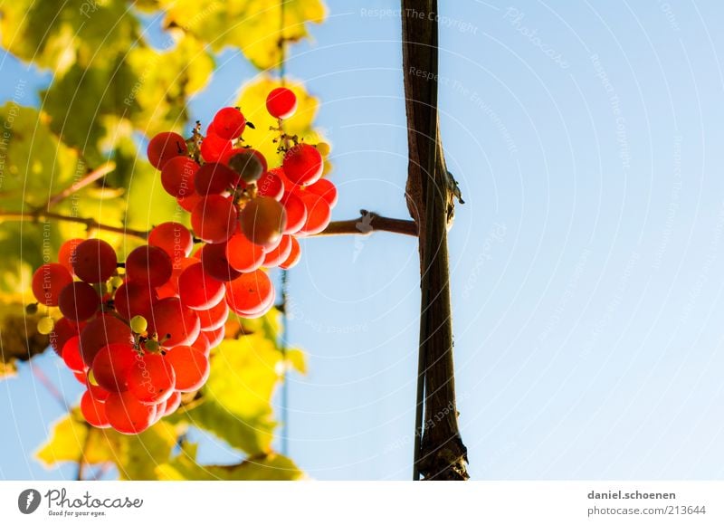 Open your mouth!!!! Fruit Sky Cloudless sky Autumn Plant Leaf Agricultural crop Blue Yellow Green Red Vine Seasons Copy Space right Worm's-eye view Wine growing