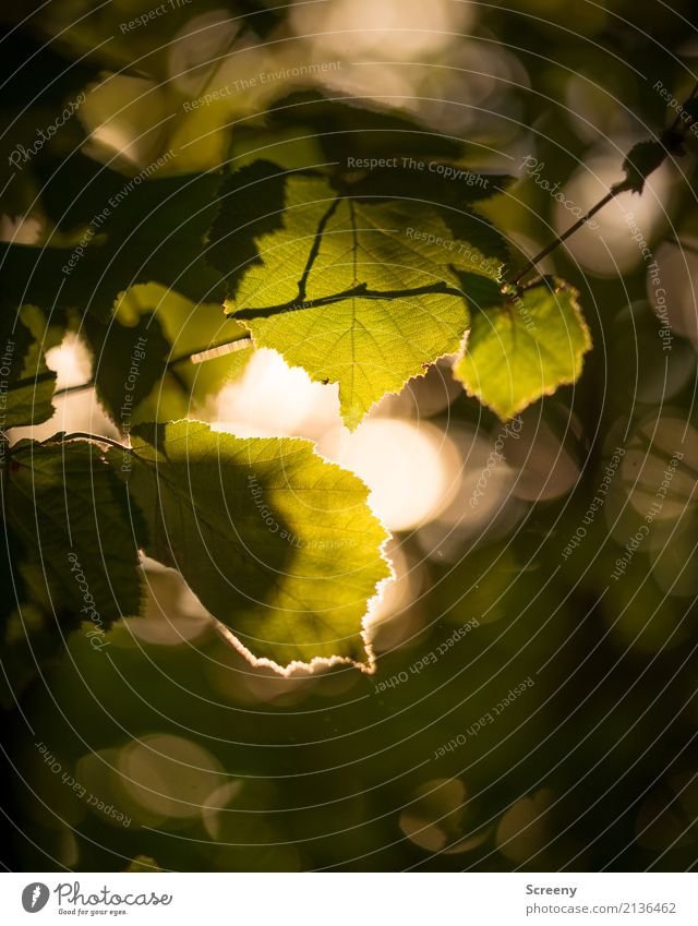 At the end of the day... Nature Plant Sun Sunrise Sunset Sunlight Summer Beautiful weather Tree Leaf Forest Warmth Yellow Gold Green Serene Calm Colour photo