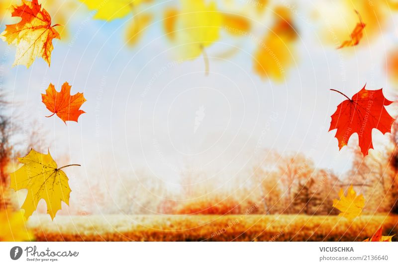 Autumn nature background with falling baun leaves Lifestyle Design Garden Nature Plant Sky Sunrise Sunset Sunlight Park Meadow Field Flag Yellow