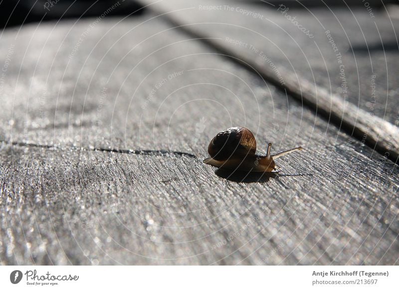 The long way home... Nature Animal Snail 1 Disgust Slimy Brown Trust Safety Protection Safety (feeling of) Love of animals Peaceful Attentive Snail shell