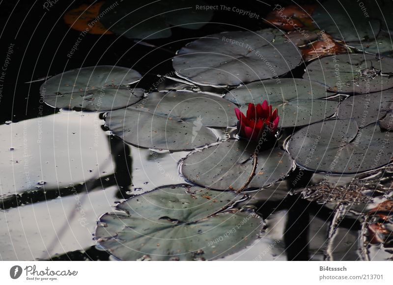 under the bridge Environment Nature Plant Water Autumn Rose Pond Lake Bridge Handrail Faded Elegant Beautiful Natural Moody Sadness Grief Loneliness Emotions