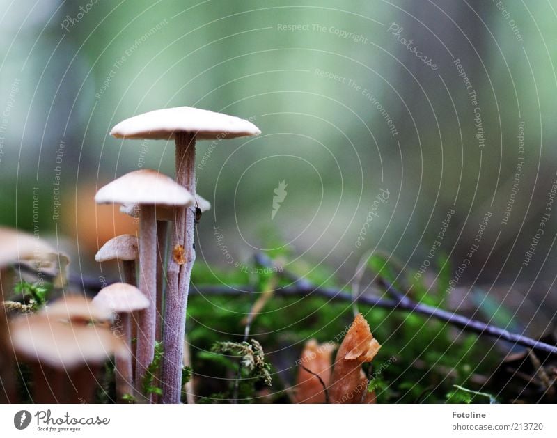 Large mushroom and small mushroom Environment Nature Plant Elements Earth Autumn Moss Bright Natural Mushroom Mushroom cap Growth Woodground Colour photo