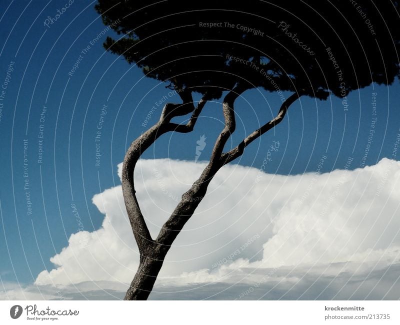 wind misalignment Environment Nature Plant Sky Clouds Summer Tree Stone pine Blue Tuscany Italy Branch Tree trunk Treetop Vacation & Travel Travel photography