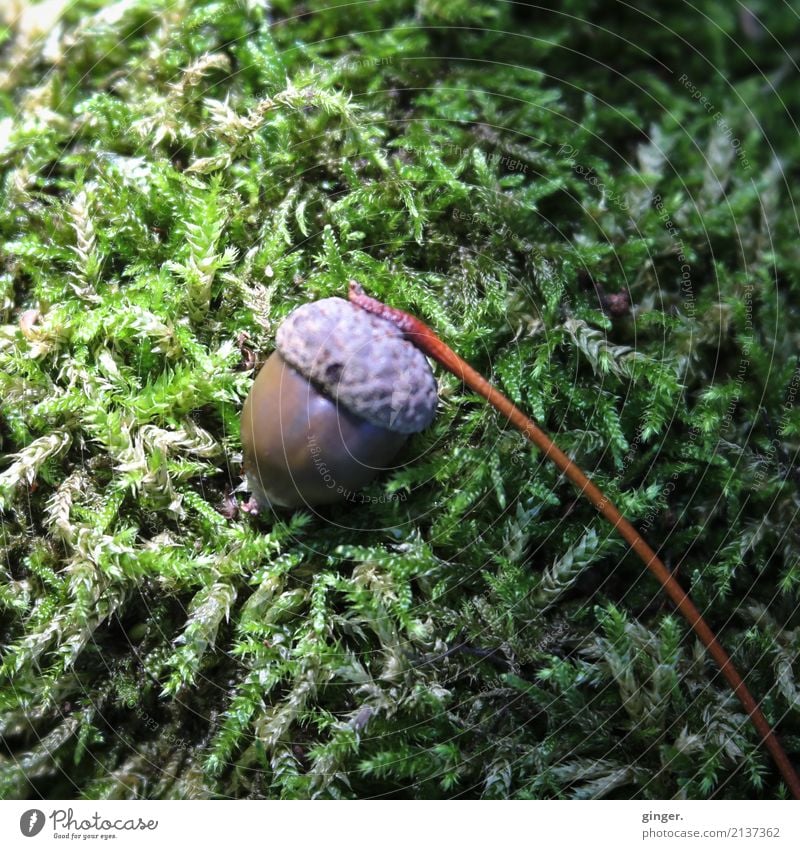 Autumn messenger (acorn) Environment Nature Plant Summer Brown Green Damp Acorn 1 Moss Autumnal colours Fruit Lie Stalk Mat Shaft of light Individual