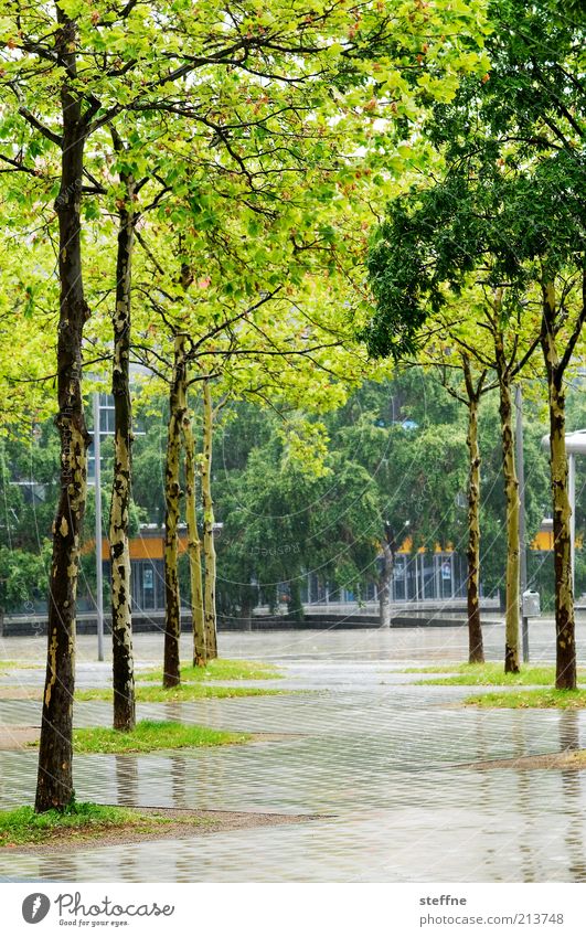 [H 10.1] rainy Spring Rain Tree Avenue Birch tree Wet Colour photo Exterior shot Day Deserted Footpath Places