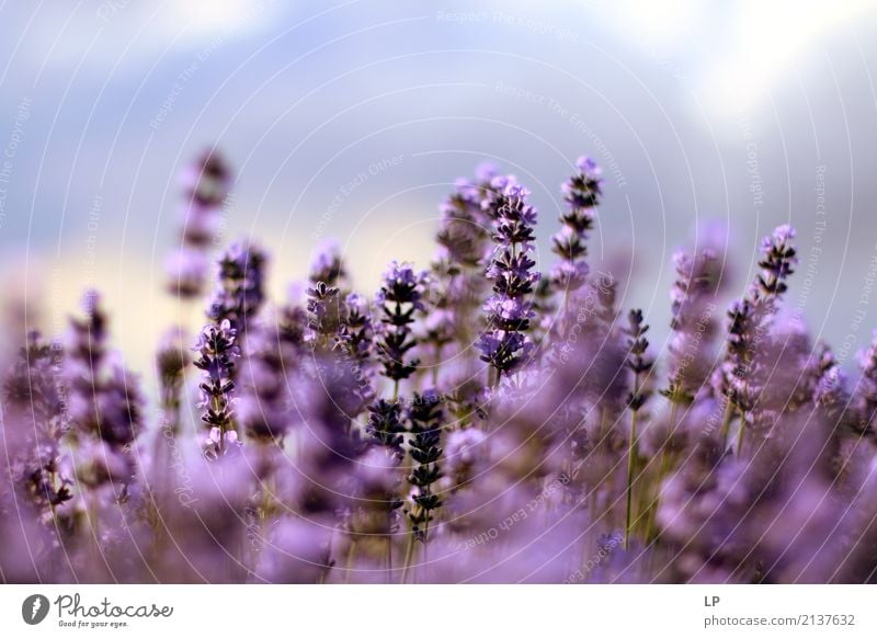 Lavender at sunrise Lifestyle Joy Healthy Alternative medicine Wellness Harmonious Well-being Contentment Senses Relaxation Calm Meditation Fragrance