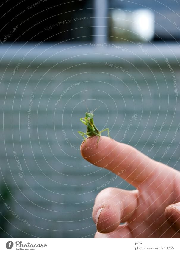 under observation... Hand Fingers Animal Insect Praying mantis Locust Esthetic Green Trust Safety (feeling of) Contentment Cleaning Touch Sit Love of animals