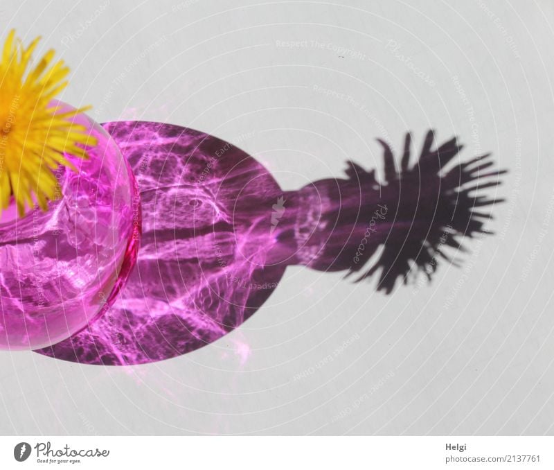 Transcendence unreal. Flower Blossom Dandelion Vase Glass Illuminate Exceptional Uniqueness Kitsch Yellow Gray Pink Bizarre Surrealism Irritation Colour photo