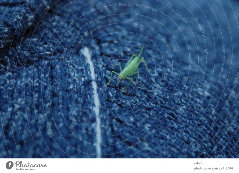 Are you looking?! Sweater Animal Wild animal Locust Dryland grasshopper Insect 1 Crouch Looking Natural Colour photo Blur Animal portrait Sit Wool Green