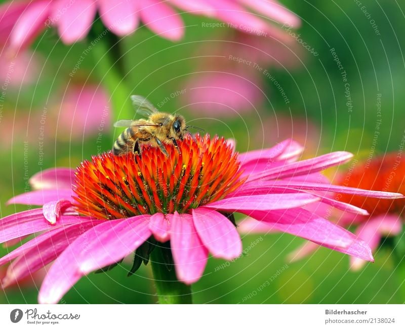 bee paradise Bee Honey bee Purple cone flower Rudbeckia Insect Flying insect Blossom Flower Summerflower Flowering plants Daisy Family Bouquet Blossom leave