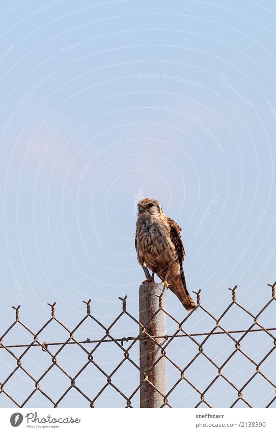 Merlin Falco columbarius bird of prey Nature Park Animal Wild animal Bird 1 Sit Brown Falcon Bird of prey pigeon hawk Bolsa Chica Huntington Beach avian