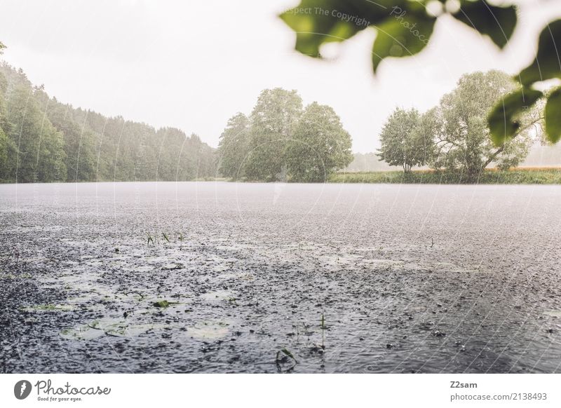 summer rain Adventure Environment Nature Landscape Water Sun Summer Bad weather Rain Tree Bushes River bank Fresh Sustainability Natural Feminine Colour Idyll