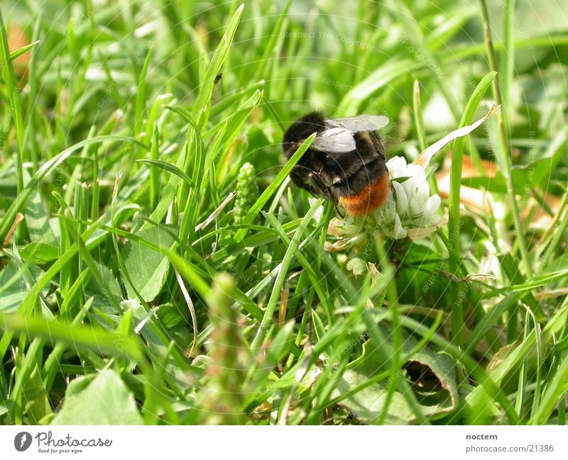 Bumble Bee Meadow 1 Bumble bee Wasps Insect