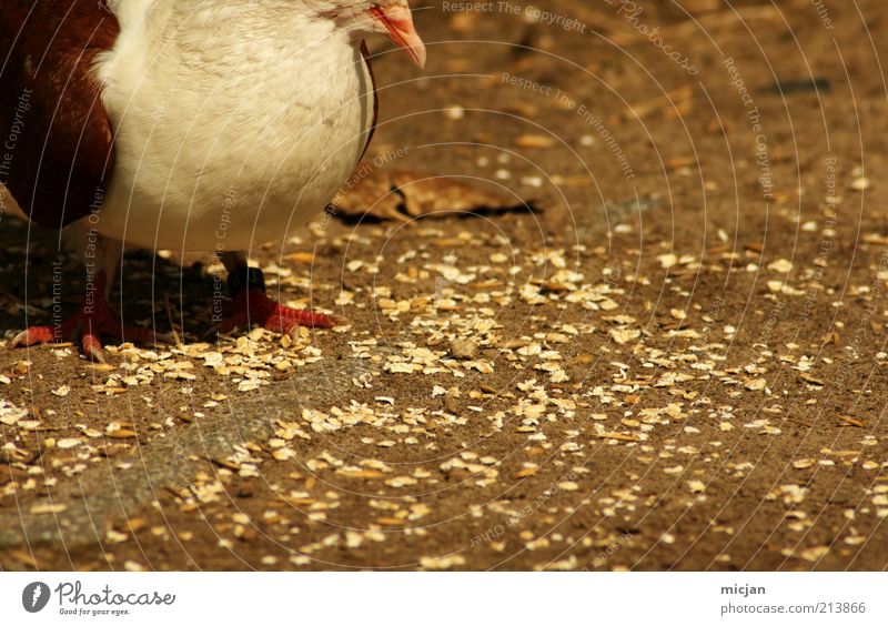 Found grain | You may Applaude Grain Nutrition Animal Wild animal Bird Claw 1 To feed Feeding Stand Fat Warmth Yellow Gold Happy Optimism Appetite Avaricious