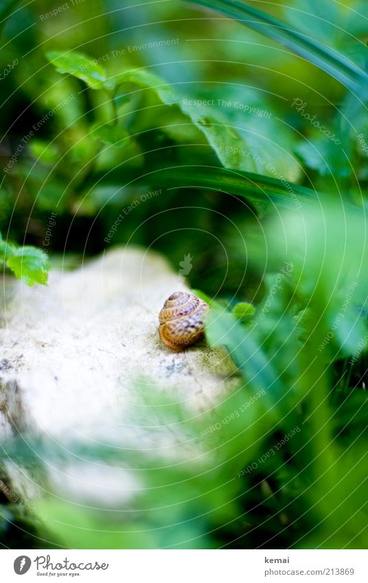 wood snail shell Environment Nature Plant Animal Sunlight Summer Beautiful weather Grass Bushes Leaf Foliage plant Wild plant Wild animal Snail Snail shell 1