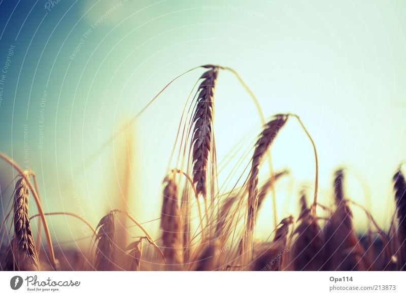 hanging aorund there Environment Nature Landscape Plant Sky Cloudless sky Sunlight Summer Beautiful weather Agricultural crop Field Blossoming Bright Blue Brown