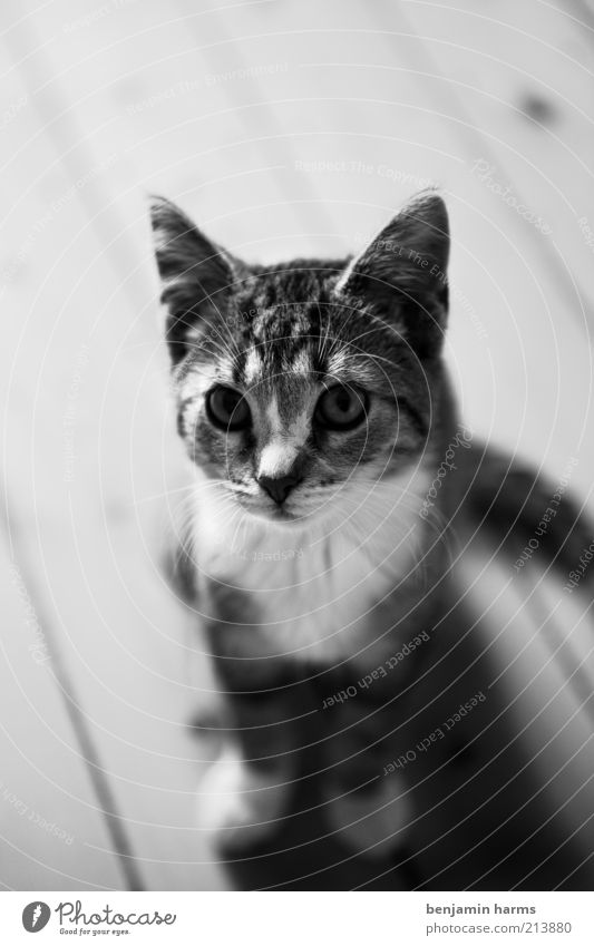 ...don't eat me Animal Pet Cat 1 Baby animal Crouch Looking Sit Cuddly Small Cute Black & white photo Interior shot Deep depth of field Wooden floor