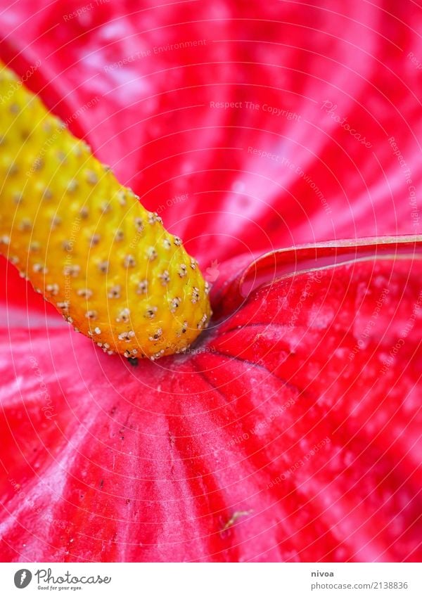 flamingo flower Environment Nature Plant Summer Flower Anthurium Fragrance Relaxation Faded Growth Elegant Exotic Fantastic Fresh Glittering Beautiful Natural