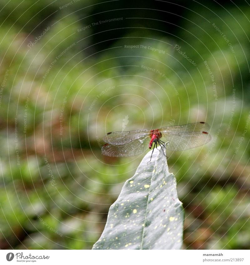 On the launch pad Animal Wing Dragonfly Dragonfly wings Free Small Red Leaf Bushes Aviation Hover Delicate Insect Colour photo Nature Copy Space top