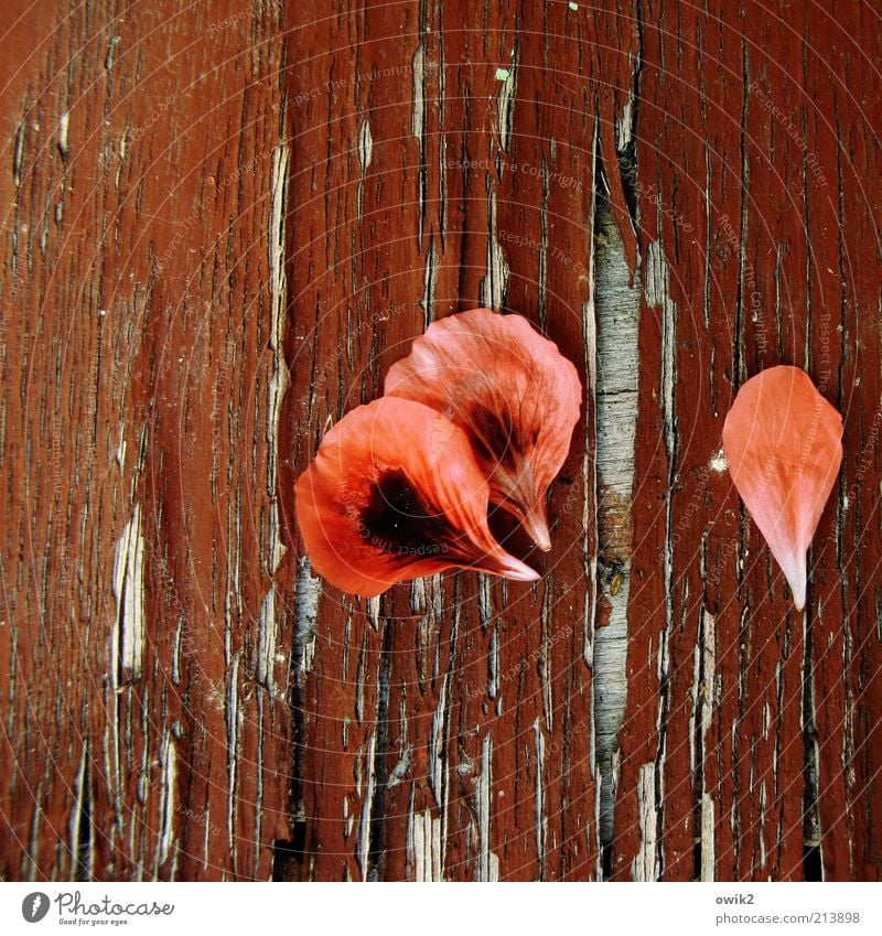 leaf red Plant Blossom Elegant Transience Lose Change Geranium Faded Wood Board Material Old Flake off Morbid Dye faluröd Crack & Rip & Tear