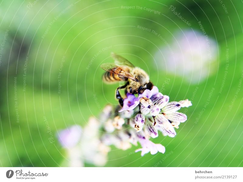 We're gonna be out of here if we're not careful. Nature Plant Animal Summer Flower Blossom Lavender Garden Park Meadow Wild animal Bee Wing 1 Blossoming