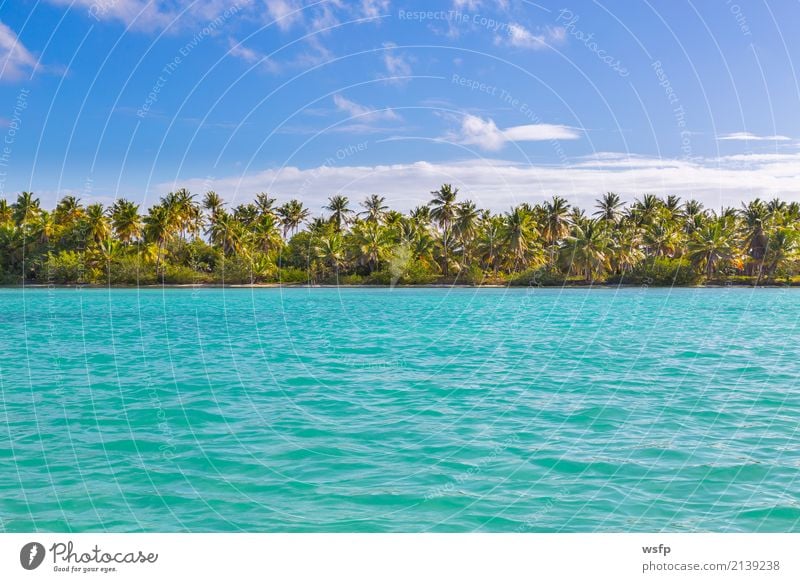 Palms on the beach of Isla Saona Exotic Relaxation Vacation & Travel Tourism Summer Sun Beach Ocean Island Water Blue Turquoise White Idyll Palm tree saona