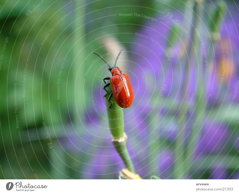 bug Spring Macro (Extreme close-up) Beetle on flowered chessboard flower Garden