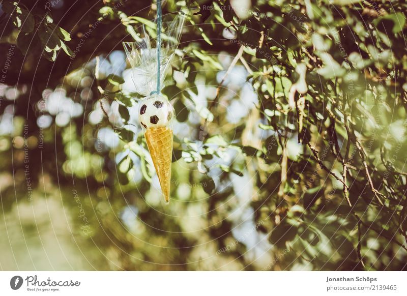 Sugar cone tree IV Nature Garden Park Emotions Joy Happy Joie de vivre (Vitality) Anticipation Enthusiasm Beginning Expectation School First day at school