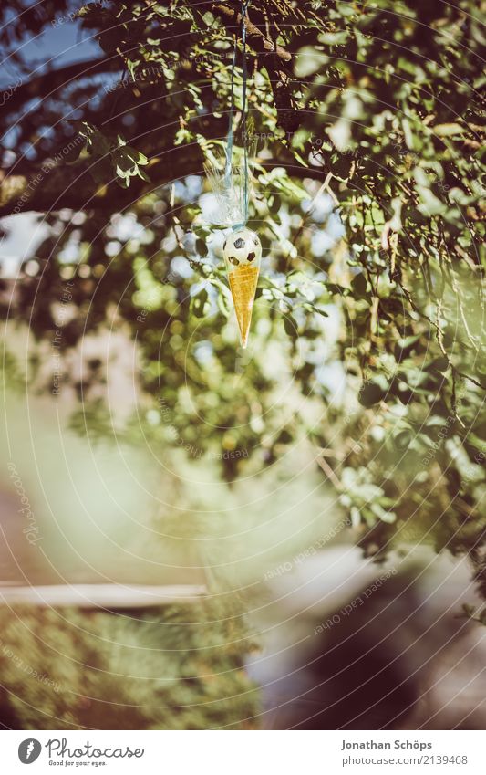 Sugar cone tree V Nature Garden Park Emotions Joy Happy Joie de vivre (Vitality) Anticipation Enthusiasm Beginning Expectation School First day at school